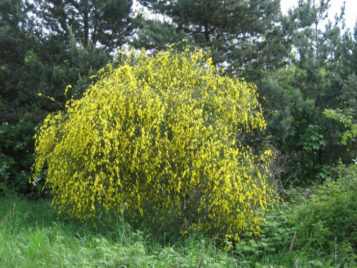 布什被称为植物有1个单一的木质茎