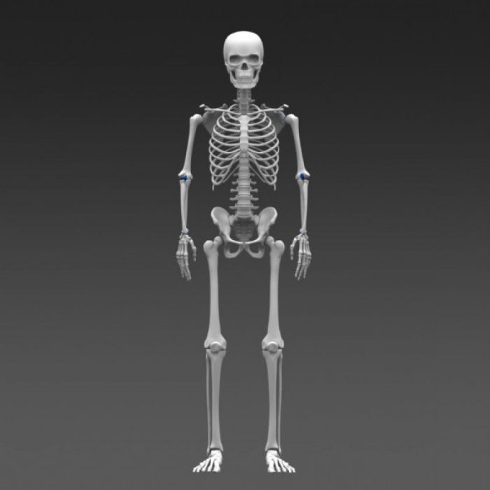 die Basis des Skeletts