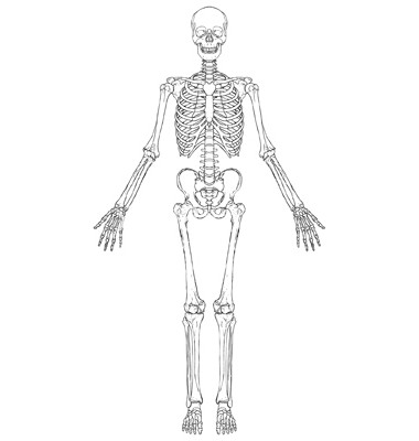شبه حلقات الغضاريف شكل أساس الهيكل العظمي