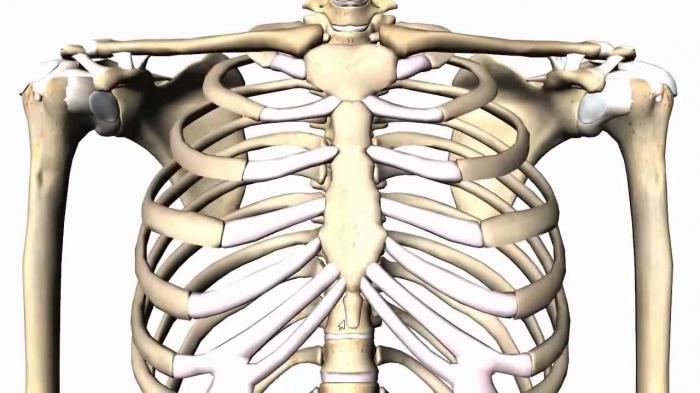 الهيكل العظمي من العظام