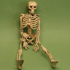 image skeleton