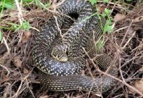 Yellow-bellied snake – scary but not dangerous