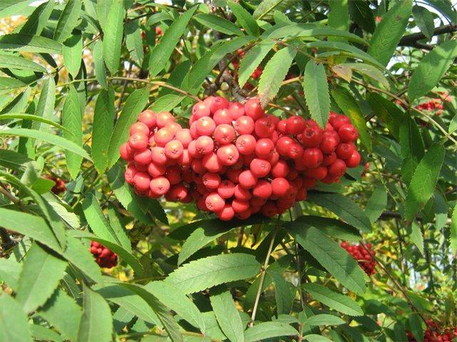 有用性Rowan