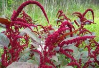 Amaranth is the flower of the future