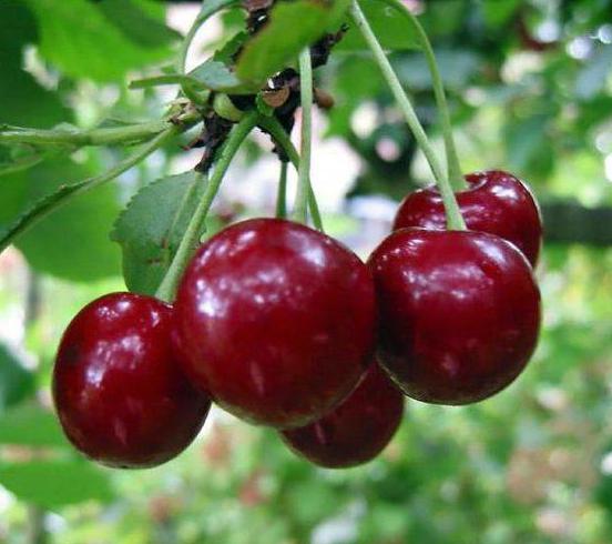 cherry ruby Ural