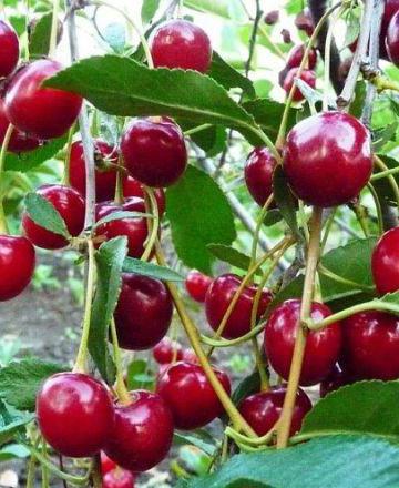 cherry Ural ruby description