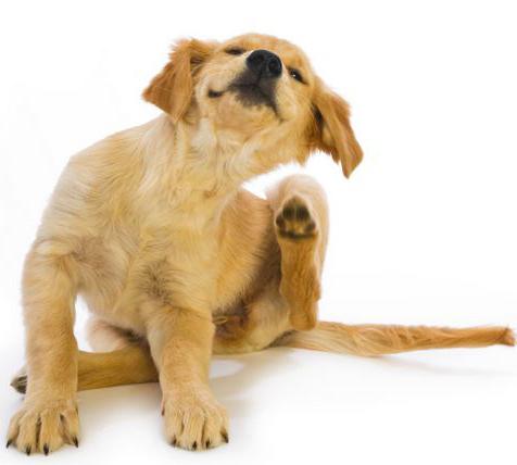 leczenie pozbawiając w warunkach domowych u psów