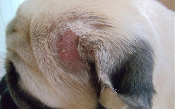 mantar hastalığı köpek fotoğraf tedavisi