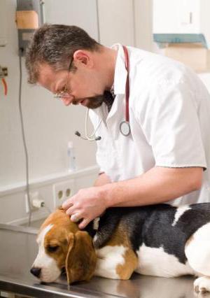 ringworm in dogs treatment iodine
