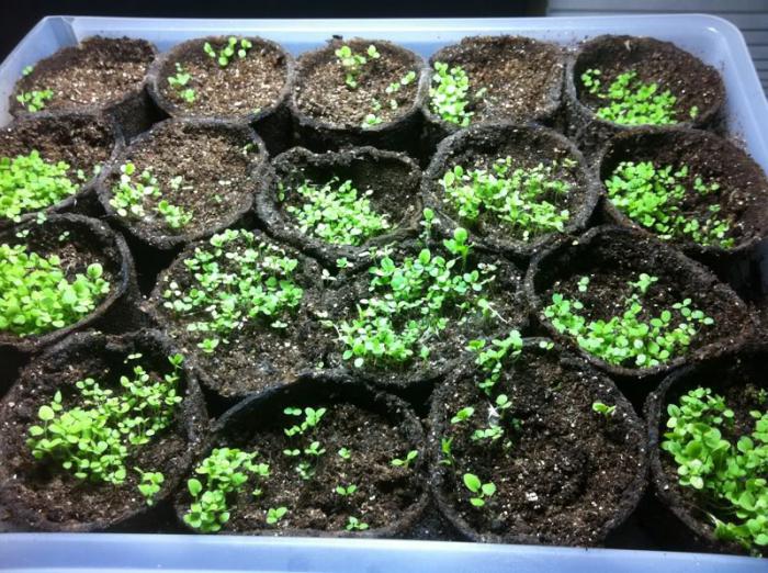 How to grow seedlings of Petunia home