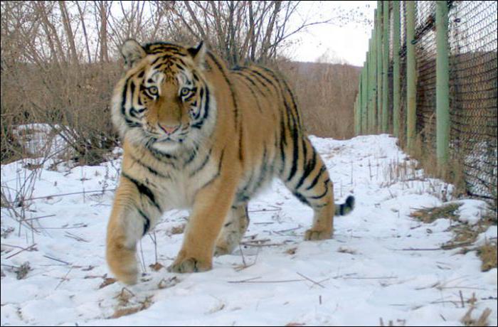 Tigerin Ilona хинганский Naturschutzgebiet