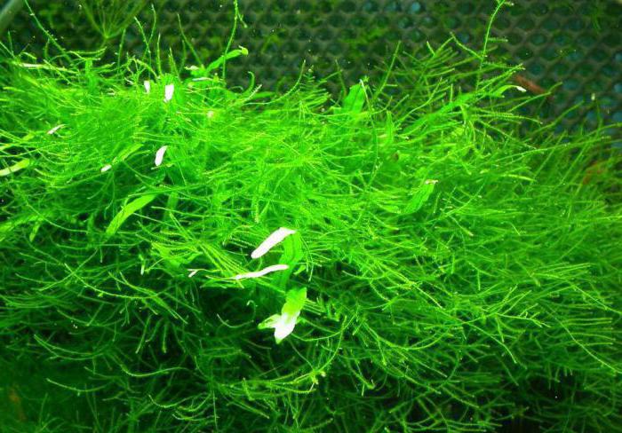 normal do aquário planta de musgo de java