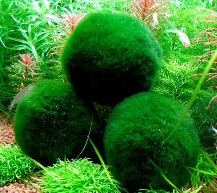 moss ball aquarium cladophora