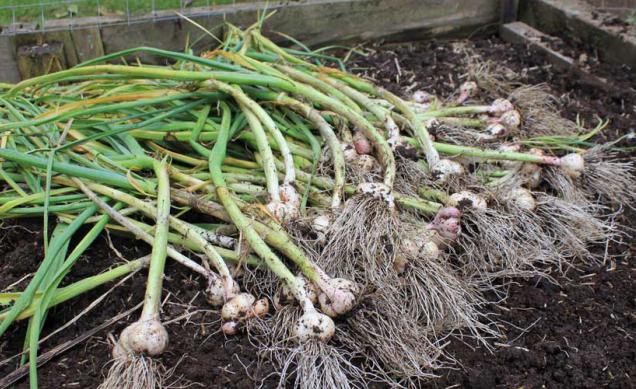 garlic sprouts recipe