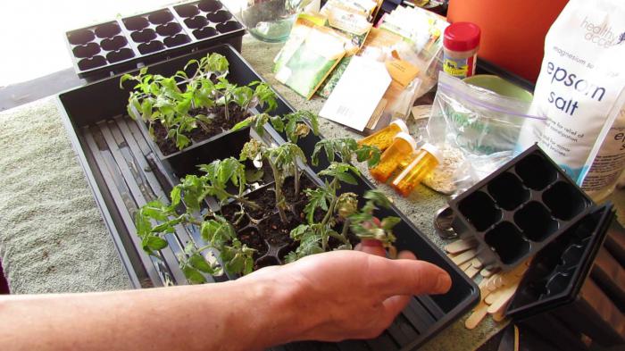 los abonos para las plántulas de pepino, tomate consejos огородников