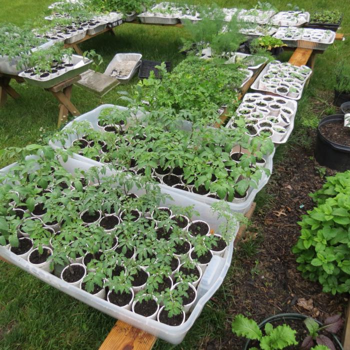 Feeding the seedlings of tomatoes and cucumbers