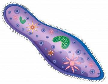 type of ciliate