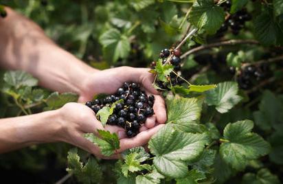 caring for currants after harvest