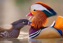 Lives where duck Mandarin duck. Its existence in nature