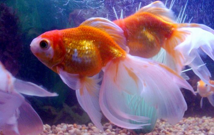 o peixe dourado em um aquário redondo