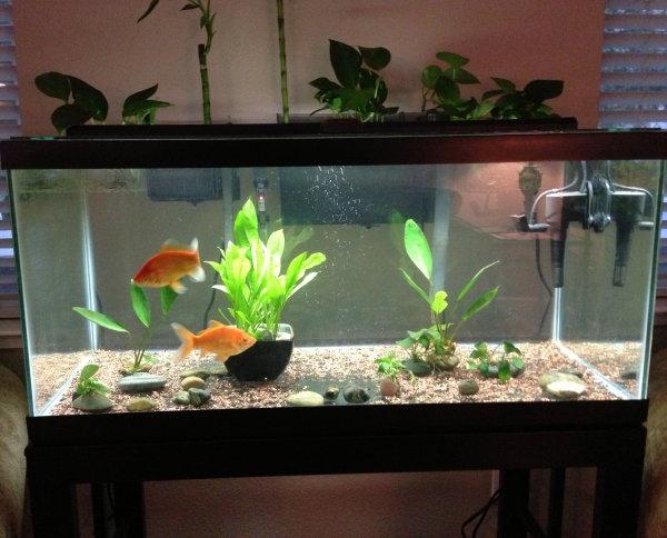 Goldfish im Aquarium
