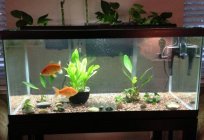Złota rybka w akwarium - symbol komfortu i spokoju