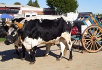 Тягловыые Tiere Rinder: die historische Notwendigkeit und moderne Bedürfnis