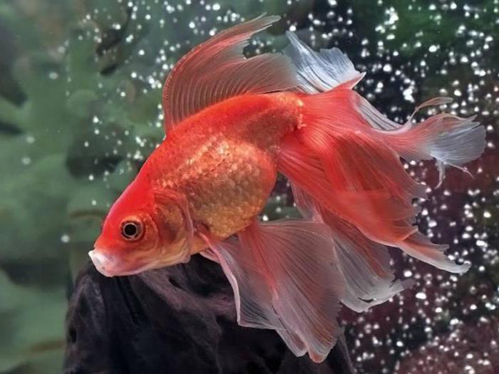 vualehvostki goldfish