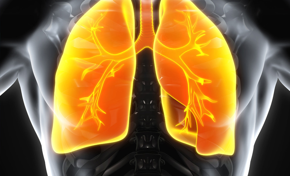 pulmones humanos