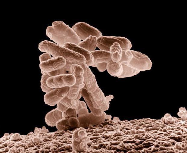 thermotolerant coliform bacteria