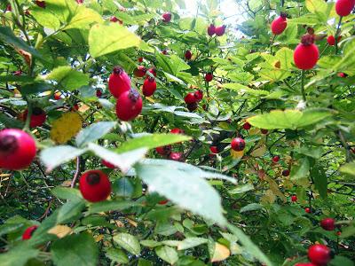 rosehip syrup benefits
