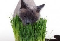 Grass for cats – source of health