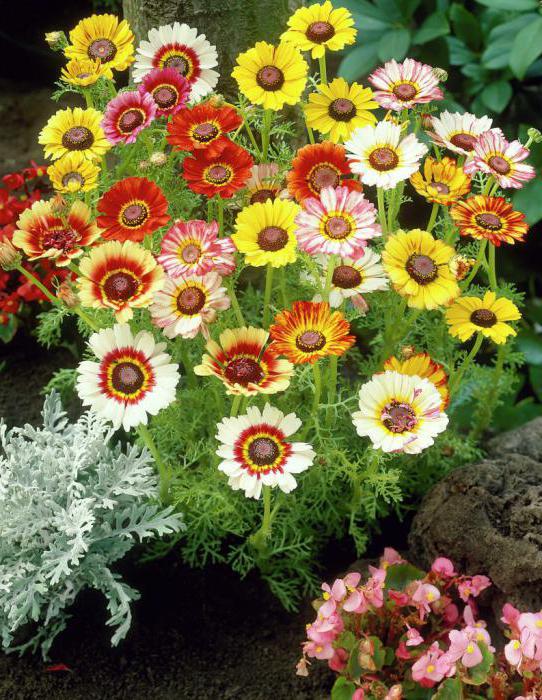 Chrysanthemum annual, growing from seed