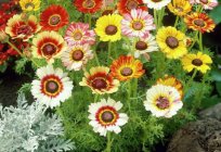 Annual chrysanthemum: description and care