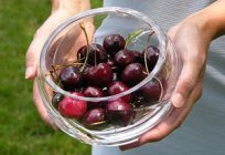 Wiśnia: korzyści i szkody intrygujący jagody