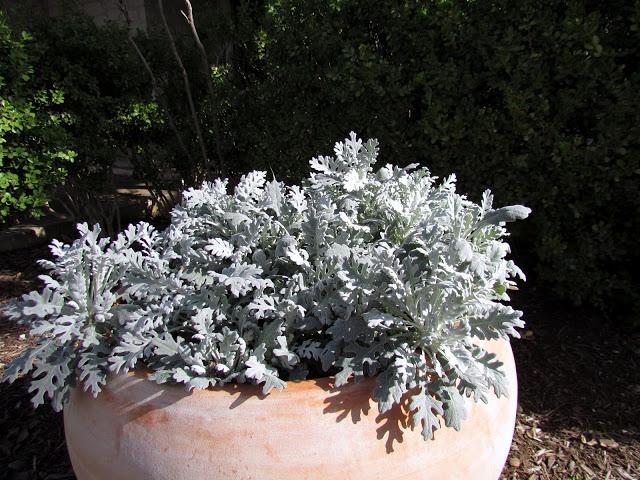 Cyneraria srebrna zdjęcia