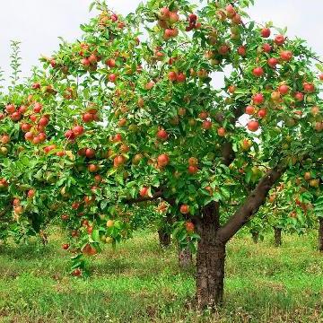 як садзіць яблыні