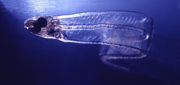 Salpa Maggiore transparent fish