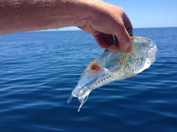 Salpaマッジョーレ透明魚写真