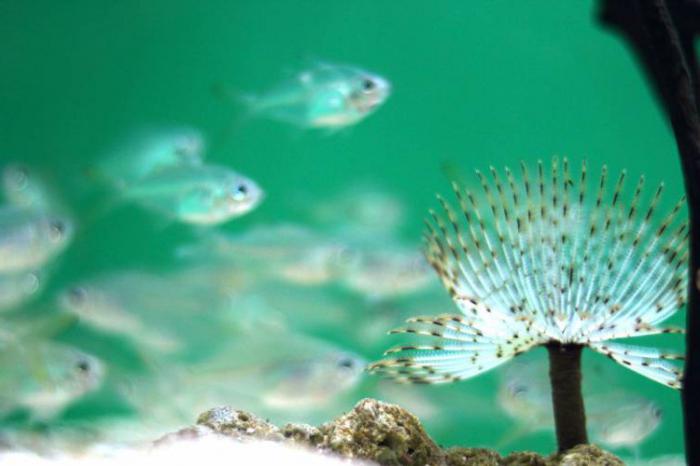 transparente Fische für das Aquarium