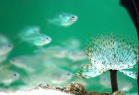 Transparente peixe: fotos e descrição. Салпа Maggiore - transparente peixe