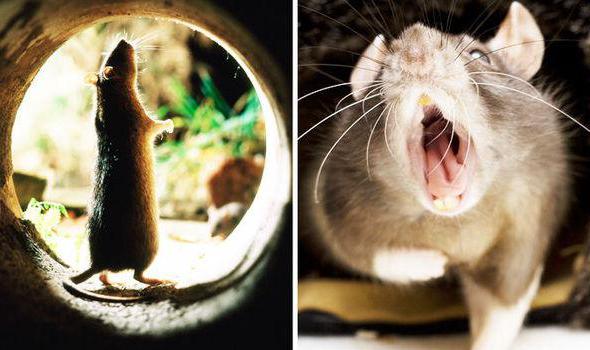 крысиная Tod Gift für die Ratten Bewertungen