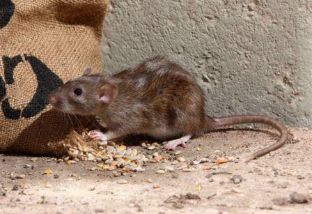 rat poison death reviews