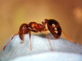 las picaduras de las hormigas