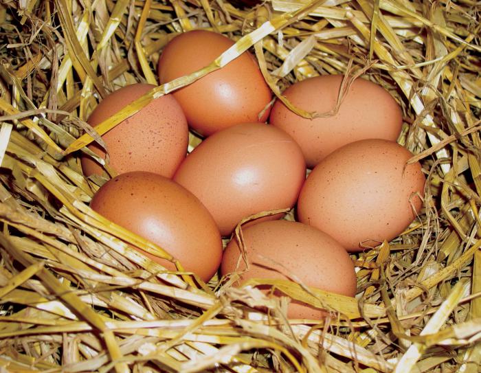 how to determine the age of the chicken pullets