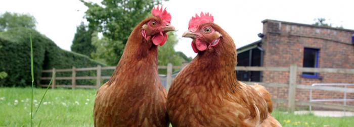 how to determine the age of the hen laying photo