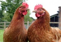 Gibi yaşını belirlemek tavuk: olası yolları