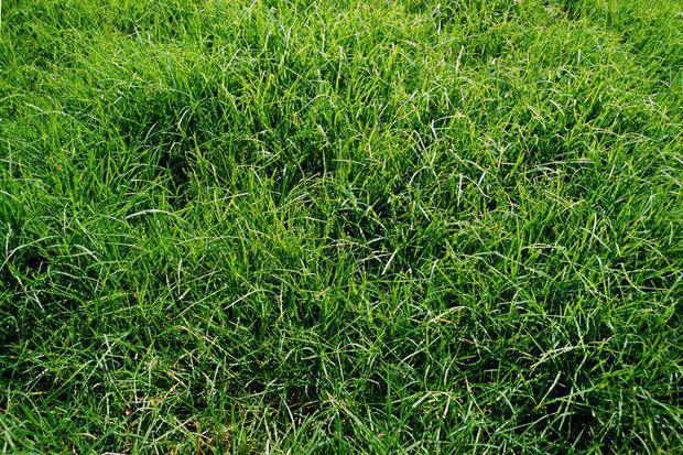 how to get rid of couch grass in the garden without chemicals