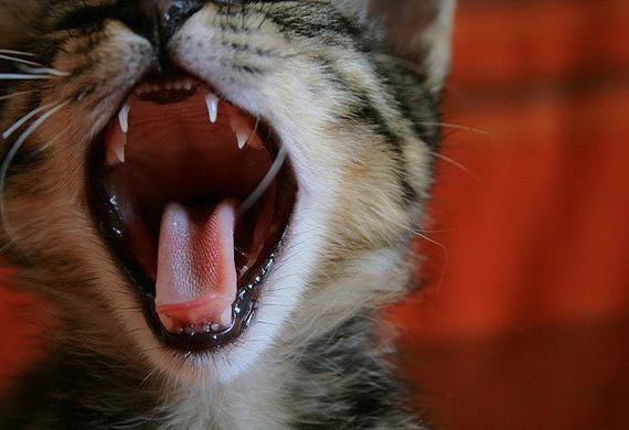 a mudança dos dentes os gatinhos idade