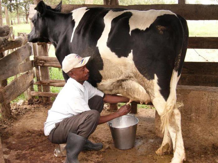 як доїти корів